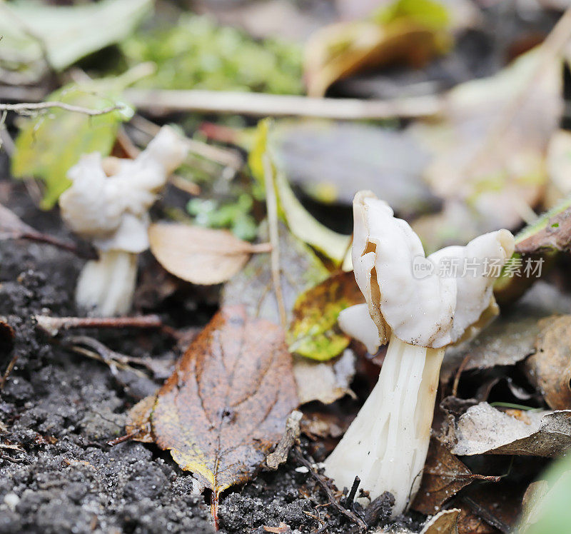 White Saddle Mushroom (Helvella crispa)